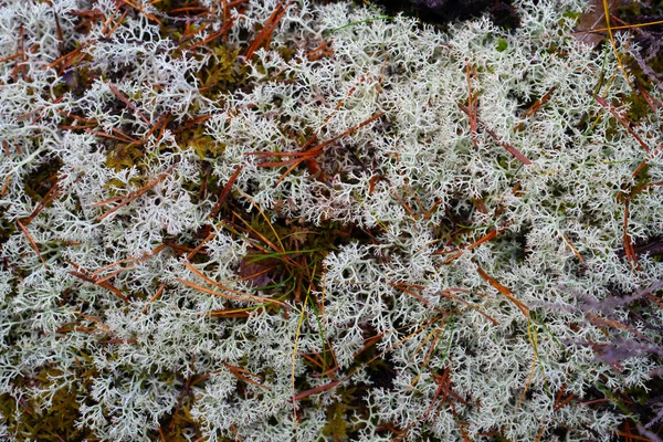 Lichens Bosque Sueco Textura Liquen Foto Fondo Con Espacio Para — Foto de Stock