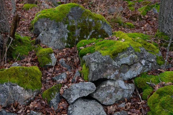 Pedras Com Musgo Floresta Escandinava Natureza Sueca Fotografia Fundo — Fotografia de Stock