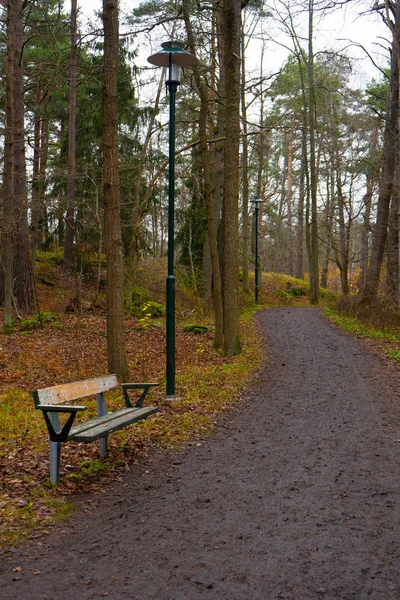 Banco Parque Caminho Outono Floresta Sueca Queda Floresta Escandinava Natureza — Fotografia de Stock