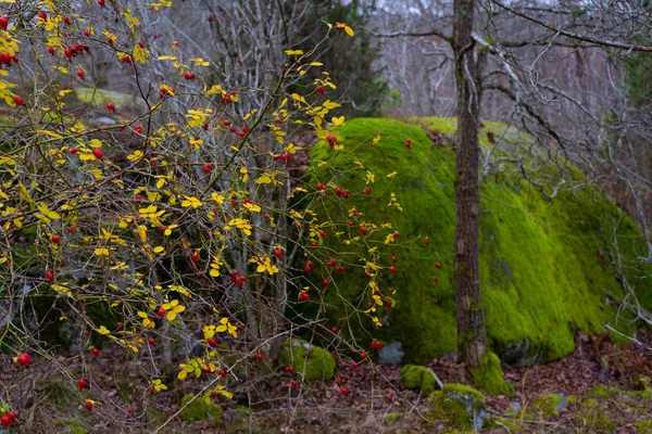 Pedras Com Musgo Floresta Escandinava Bagas Vermelhas Natureza Sueca Fotografia — Fotografia de Stock