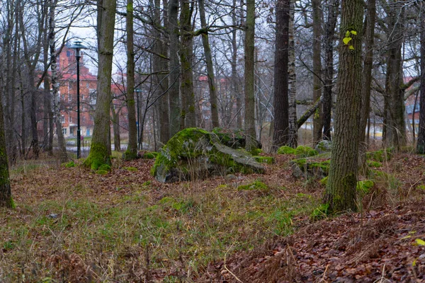 Pierre Avec Mousse Dans Les Bois Scandinaves Nature Suédoise Photo — Photo