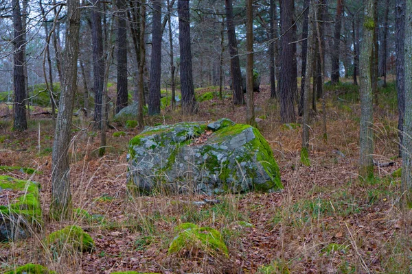 Pedra Com Musgo Floresta Escandinava Natureza Sueca Fotografia Fundo — Fotografia de Stock