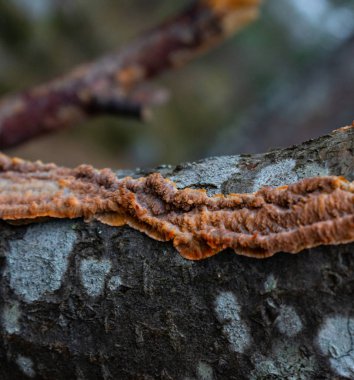 Yaşlı bir ağacın kabuğu. Ağaç kabuğu dokusu. Metin için yeri olan arkaplan fotoğrafı. 