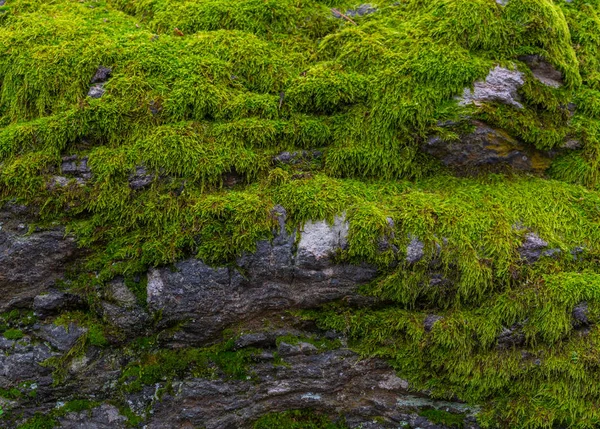 Musgo Verde Gran Piedra Bosque Escandinavo Textura Musgo Fondo Textura — Foto de Stock