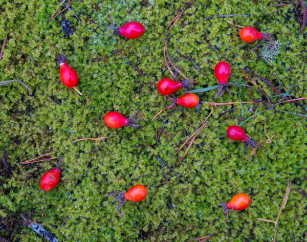 Bayas Rojas Musgo Verde Caída Escandinava Foto Fondo Naturaleza Sueca — Foto de Stock