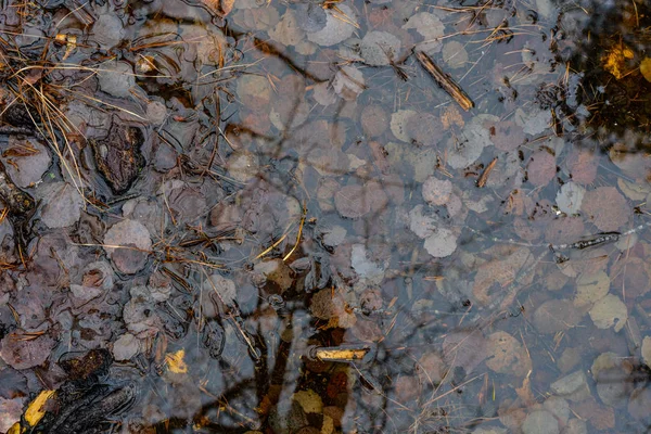 Feuilles Automne Dans Eau Chute Suédoise Contexte Nature Scandinave — Photo