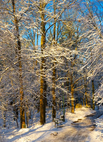 瑞典寒冷的冬日 树木结霜 地面白雪 在丑闻的冬天 风景墙纸 自然照片 — 图库照片