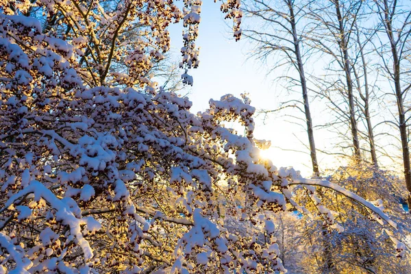 Bright Winter Day Sweden Frosted Trees Snowy Ground Winter Scandinavia — ストック写真
