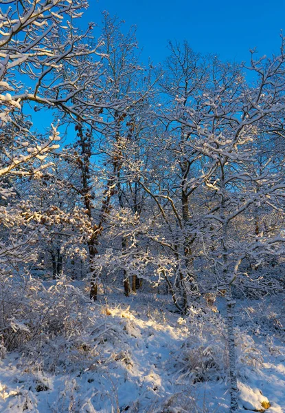 瑞典寒冷的冬日 树木结霜 地面白雪 在丑闻的冬天 风景墙纸 自然照片 — 图库照片