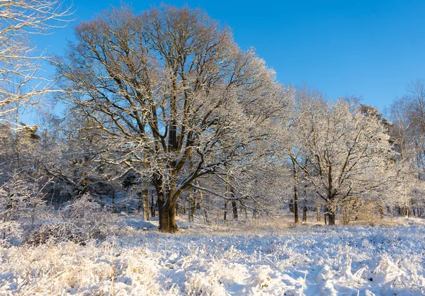 Bright winter day in Sweden. Frosted trees and snowy ground. Winter in scandinavia. Landscape wallpaper. Nature photo.