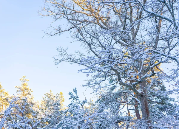 Ljust Vinterdag Sverige Frostade Träd Och Snöig Mark Vinter Skandinavien — Stockfoto