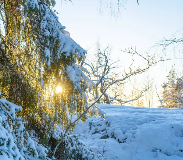 Bright winter day in Sweden. Frosted trees and snowy ground. Winter in scandinavia. Landscape wallpaper. Nature photo.