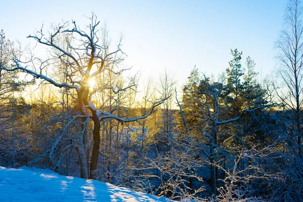 Sveç Aydınlık Bir Kış Günü Buzlu Ağaçlar Karlı Zemin Skandinavya — Stok fotoğraf