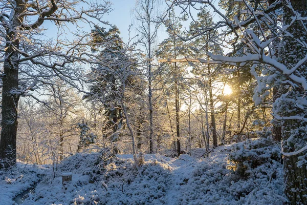 Dia Inverno Brilhante Suécia Árvores Geladas Chão Nevado Inverno Escandinávia — Fotografia de Stock
