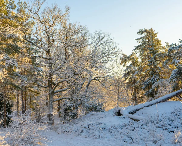 Bright winter day in Sweden. Frosted trees and snowy ground. Winter in scandinavia. Landscape wallpaper. Nature photo.