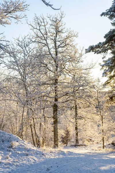 瑞典寒冷的冬日 树木结霜 地面白雪 在丑闻的冬天 风景墙纸 自然照片 — 图库照片