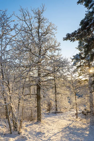 İsveç 'te aydınlık bir kış günü. Buzlu ağaçlar ve karlı zemin. İskandinavya 'da kış. Peyzaj duvar kağıdı. Doğa fotoğrafı..