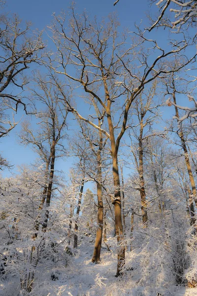Dia Inverno Brilhante Suécia Árvores Geladas Chão Nevado Inverno Escandinávia — Fotografia de Stock