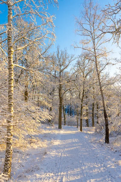 Heller Wintertag Schweden Frostige Bäume Und Schneebedeckter Boden Winter Skandinavien — Stockfoto