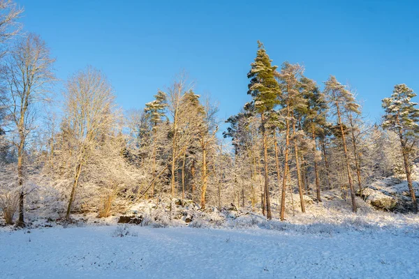 Bright winter day in Sweden. Frosted trees and snowy ground. Winter in scandinavia. Landscape wallpaper. Nature photo.