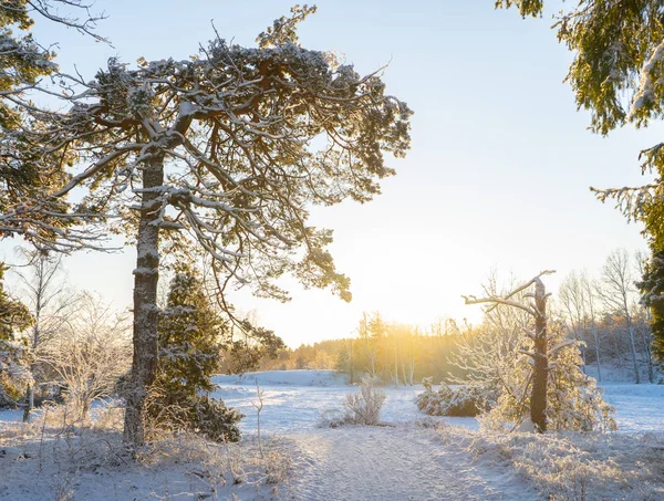 Giornata Invernale Brillante Svezia Alberi Ghiacciati Terreno Innevato Inverno Scandinavia — Foto Stock