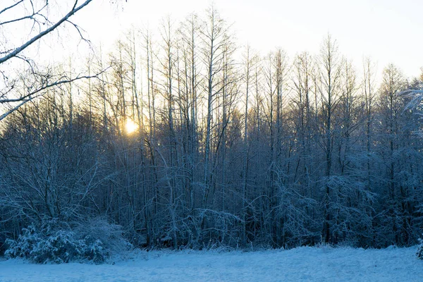 Giornata Invernale Brillante Svezia Alberi Ghiacciati Terreno Innevato Inverno Scandinavia — Foto Stock