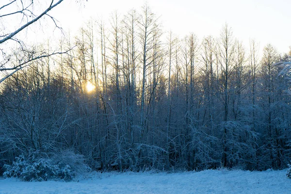 瑞典寒冷的冬日 树木结霜 地面白雪 在丑闻的冬天 风景墙纸 自然照片 — 图库照片