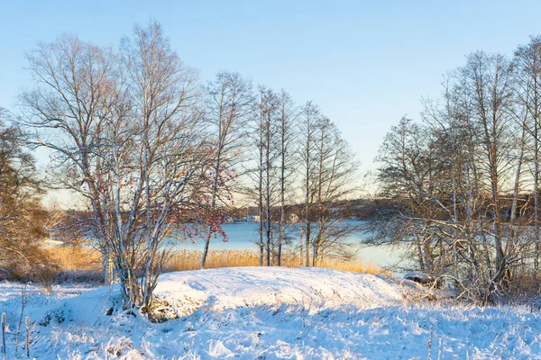 Bright winter day in Sweden. Frosted trees and snowy ground. Winter in scandinavia. Landscape wallpaper. Nature photo.