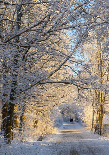 在瑞典森林里的冬季小径 在斯堪的纳维亚森林里的雪天 晴朗的冬日 自然壁纸 与树木和道路合影 — 图库照片
