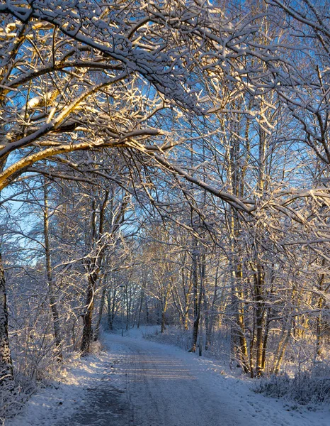 在瑞典森林里的冬季小径 在斯堪的纳维亚森林里的雪天 晴朗的冬日 自然壁纸 与树木和道路合影 — 图库照片