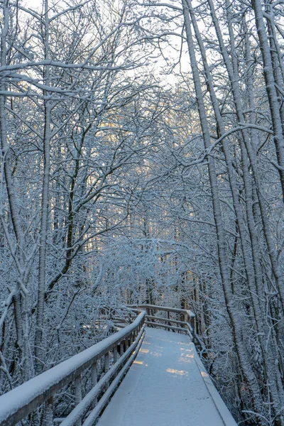 Caminho Madeira Inverno Ponte Madeiras Suecas Dia Nevado Floresta Escandinava — Fotografia de Stock