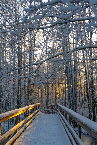 İsveç ormanlarında kışlık tahta patika (köprü). İskandinav ormanlarında karlı bir gün. Parlak kış günü. Doğa duvar kağıdı. Ağaçlı ve yollu fotoğraf. 