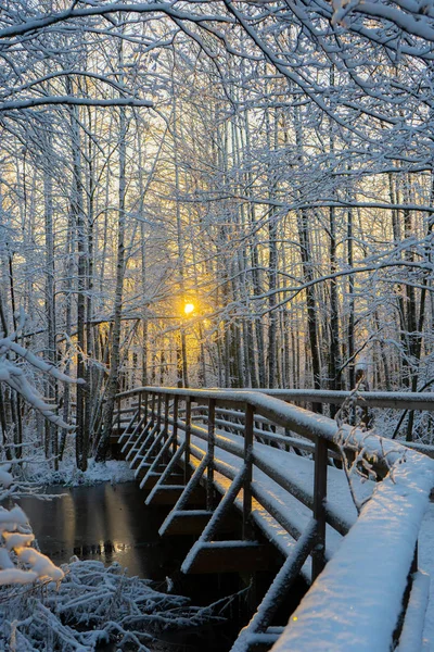 在瑞典森林中的冬季木径 在斯堪的纳维亚森林里的雪天 晴朗的冬日 自然壁纸 与树木和道路合影 — 图库照片