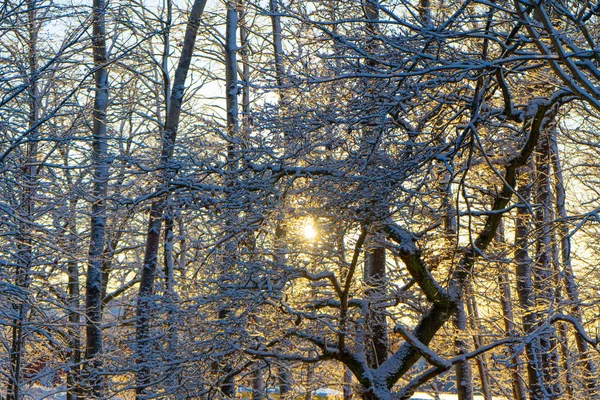 Heller Wintertag Schweden Vereiste Äste Winter Skandinavien Landschaft Tapete Naturfoto — Stockfoto