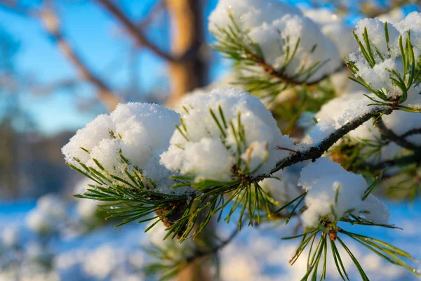 Jasny Zimowy Dzień Szwecji Mrożone Gałęzie Drzew Zima Skandynawii Tapeta — Zdjęcie stockowe