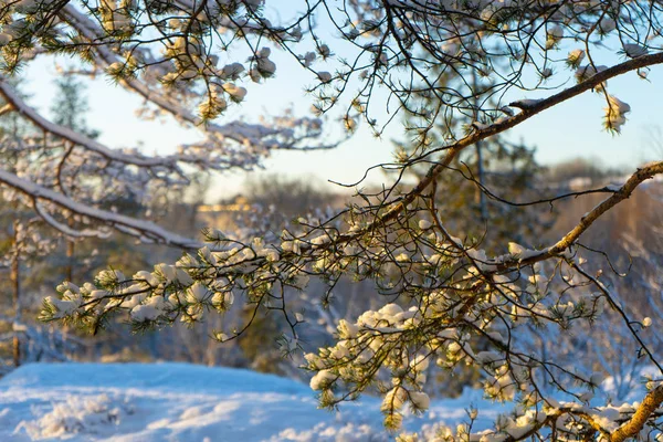 Bright winter day in Sweden. Frosted tree branches. Winter in scandinavia. Landscape wallpaper. Nature photo.