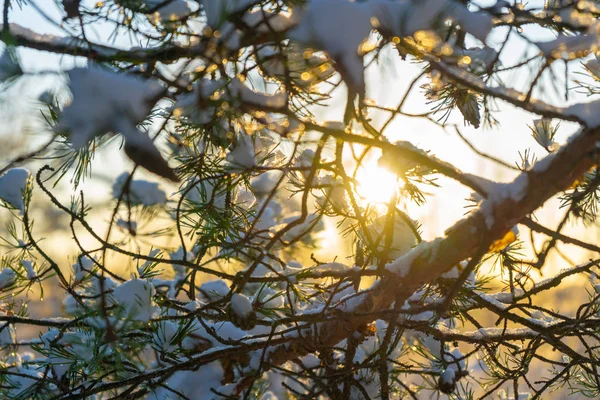 Día Invierno Brillante Suecia Ramas Árboles Helados Invierno Escandinavia Fondo — Foto de Stock