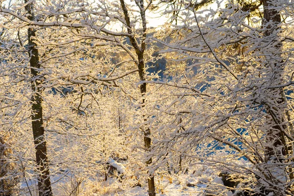 Día Invierno Brillante Suecia Ramas Árboles Helados Invierno Escandinavia Fondo — Foto de Stock