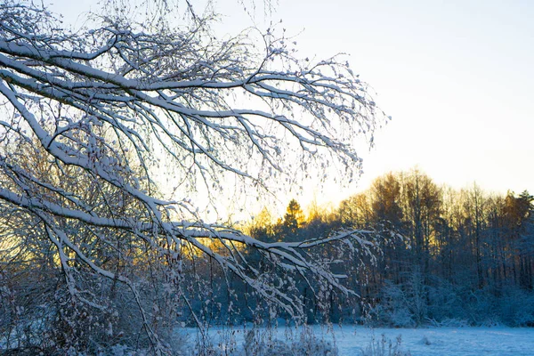 Bright winter day in Sweden. Frosted tree branches. Winter in scandinavia. Landscape wallpaper. Nature photo.