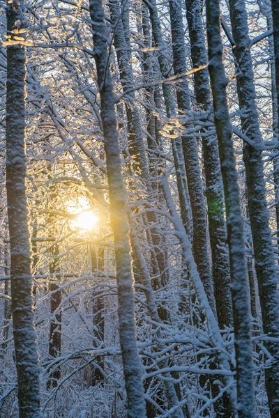 瑞典寒冷的冬日 树木结霜 地面白雪 在丑闻的冬天 风景墙纸 自然照片 — 图库照片