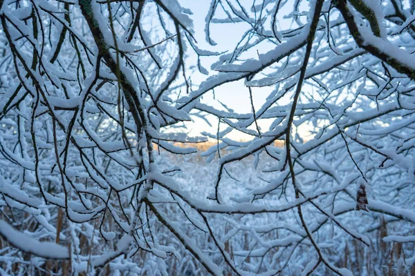 Bright Winter Day Sweden Frosted Tree Branches Winter Scandinavia Landscape — Stock Photo, Image