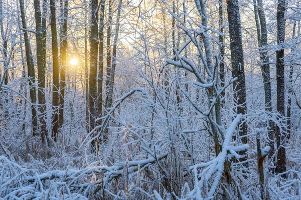 Sveç Aydınlık Bir Kış Günü Buzlu Ağaçlar Karlı Zemin Skandinavya — Stok fotoğraf
