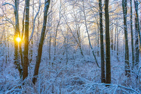 Giornata Invernale Brillante Svezia Alberi Ghiacciati Terreno Innevato Inverno Scandinavia — Foto Stock