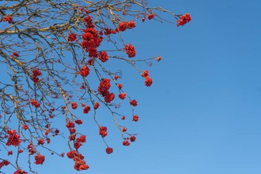 Mavi gökyüzü arkaplanındaki dalda Red Rowan meyveleri var. İskandinav kışı. İsveç doğa duvar kağıdı, metin için yeri olan arkaplan.