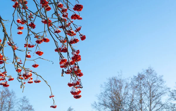 Mavi gökyüzü arkaplanındaki dalda Red Rowan meyveleri var. İskandinav kışı. İsveç doğa duvar kağıdı, metin için yeri olan arkaplan.