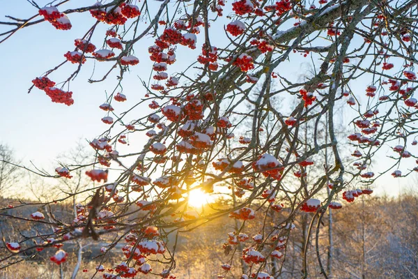 Красные Рябиновые Ягоды Ветке Голубом Фоне Неба Скандинавская Зима Шведская — стоковое фото