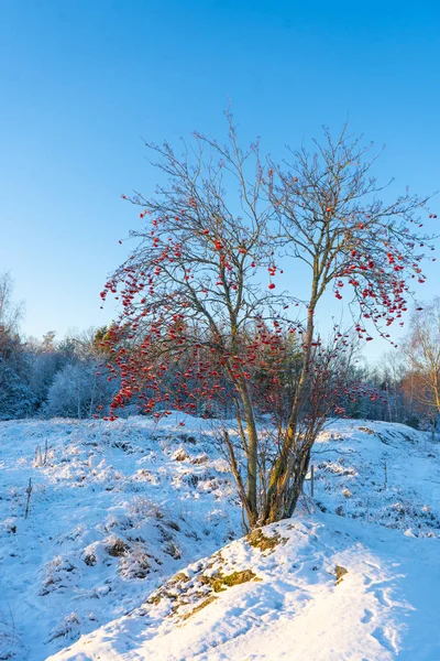 Φωτεινή Χειμωνιάτικη Μέρα Στη Σουηδία Παγωμένα Δέντρα Και Χιονισμένο Έδαφος — Φωτογραφία Αρχείου