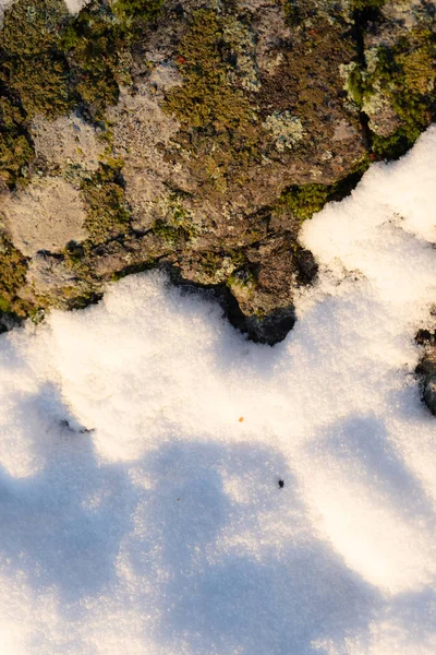 Piedra Con Líquenes Nieve Los Bosques Escandinavos Textura Nieve Liquen —  Fotos de Stock