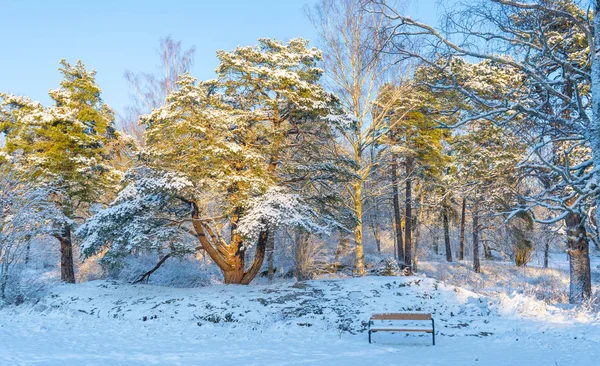 Stockholm Yakınlarındaki Ormanda Bir Bankta Skandinav Kışı Sveç Doğa Duvar — Stok fotoğraf