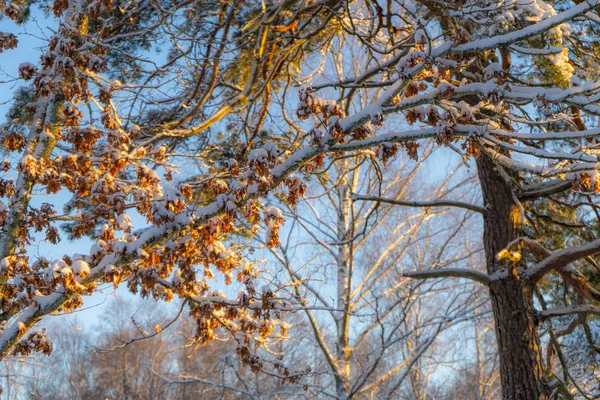 Día Invierno Brillante Suecia Ramas Árboles Helados Invierno Escandinavia Fondo —  Fotos de Stock